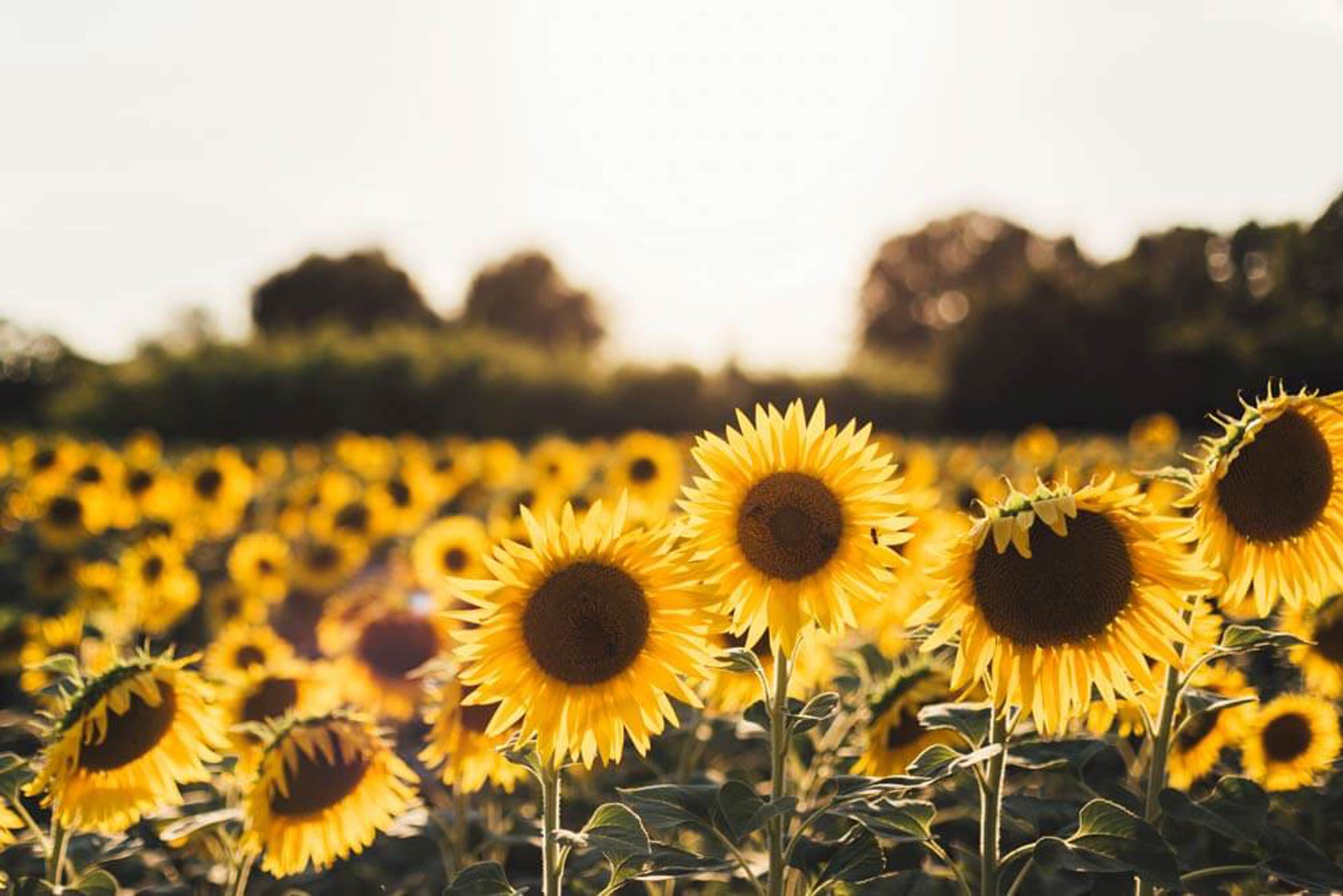 A field full of yellow and green sunflowers.